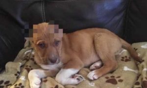 Cachorro com 3 meses encontrado a vaguear na rua com as orelhas cortadas