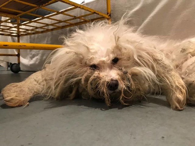 Cão de abrigo não pára de sorrir depois de, finalmente, ter levado um corte de pelo