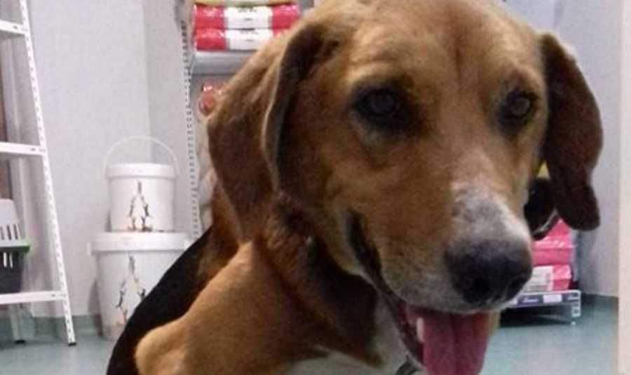 Portugal: Cão encontrado com 92 chumbos no corpo foi salvo a tempo