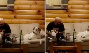 Cão espreita para ver o dono a comer, mas disfarça de forma épica