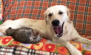 Golden Retriever adota leopardo bebé, e o vídeo está a derreter as redes sociais