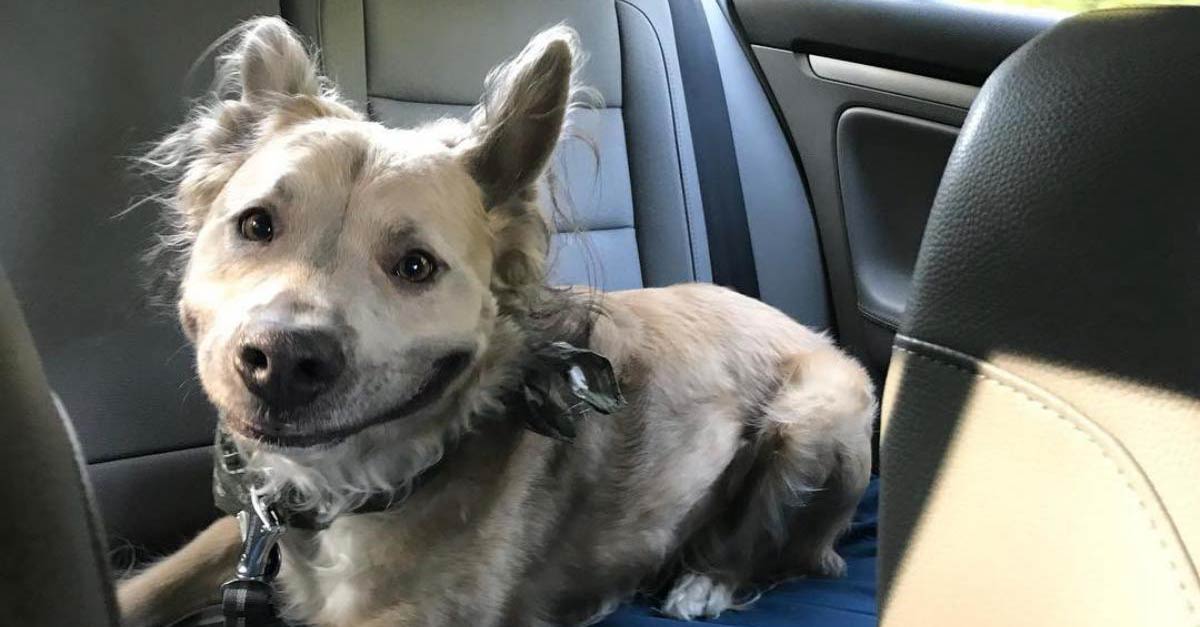 Cão de abrigo mostra &#8220;sorriso doce&#8221; à nova mãe, para ser adotado