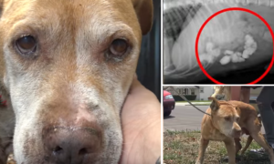 Cão deixado para trás por família, esperou por eles um ano à porta de casa