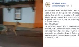 Incêndios: Veado perdido foi fotografado no centro de São Pedro de Moel