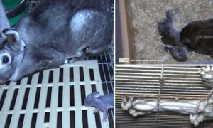 Vídeo chocante mostra como vivem (e morrem) os coelhos usados por marcas de luxo