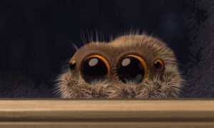 Lucas, a aranha mais fofa da web está de volta, com um vídeo para derreter corações