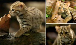 BBC capta imagens raras do gato &#8220;mais pequeno do mundo&#8221;