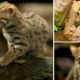 BBC capta imagens raras do gato &#8220;mais pequeno do mundo&#8221;