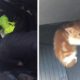 Polícia corta auto-estrada para salvar gatinha
