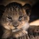 Jardim Zoológico sueco matou 9 leões bebés por falta de espaço