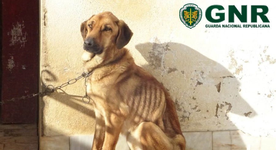 GNR resgatou quatro cães devido a maus-tratos no Algarve