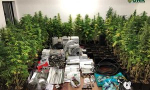 218 plantas de cannabis apreendidas numa estufa no Alentejo