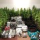 218 plantas de cannabis apreendidas numa estufa no Alentejo