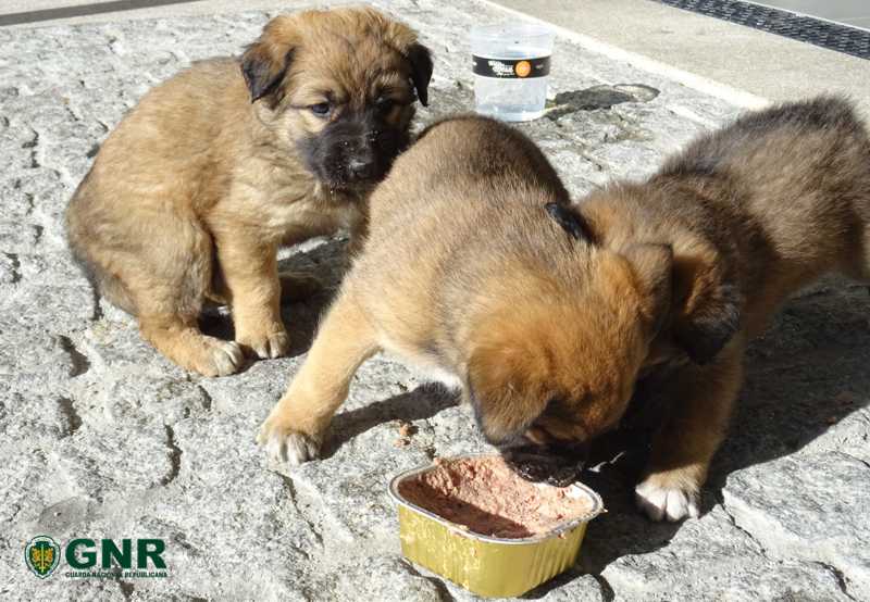 Mangualde: 3 cachorrinhos abandonados em locais diferentes foram recuperados pela GNR