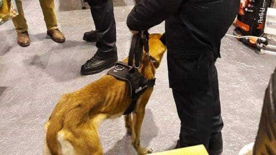 GNR esclareceu imagem polémica de cadela magra publicada nas redes sociais