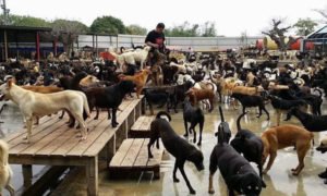Família largou tudo, e dedica a vida a cuidar de 3.000 cães abandonados