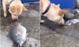 Cão tenta salvar peixes, e o gesto do animal emocionou as redes sociais