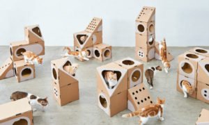 Casal de arquitetos cria &#8220;cidade&#8221; de cartão para gatos, e eles adoram