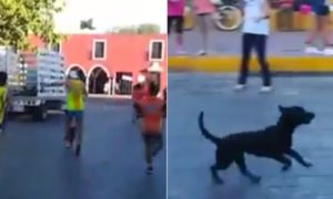 Video: Atleta agride cão em plena maratona e indigna a redes sociais