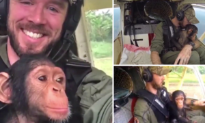 Bebé chimpanzé órfão foi resgatado, e voou para a nova casa, num vídeo emocionante