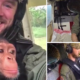 Bebé chimpanzé órfão foi resgatado, e voou para a nova casa, num vídeo emocionante
