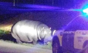 Badajoz: Hipopótamo a passear pelas ruas assusta moradores