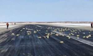 Chuva de toneladas de barras de ouro cai de um avião na Rússia