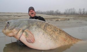 Video: Pescou num rio europeu o maior peixe de que há registo: 130 quilos e 2,6 metros