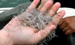 Polícia espanhola desmantela rede de tráfico de enguias-de-vidro com ramificações em Portugal