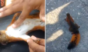 Video: reanimam esquilo electrocutado com massagem cardiáca