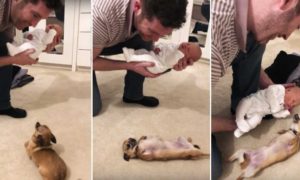 Chihuahua recebe bebé em casa, e derrete as redes sociais