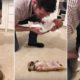 Chihuahua recebe bebé em casa, e derrete as redes sociais