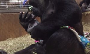 Mamã gorila beija e abraça a cria recém-nascida após o parto