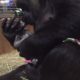 Mamã gorila beija e abraça a cria recém-nascida após o parto