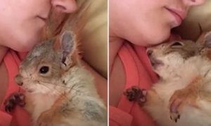 Vídeo de esquilo a acordar (e voltar a dormir) ao colo da dona, fica super-viral