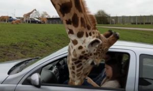 Girafa &#8220;parte&#8221; vidro de carro quando os ocupantes, assustados, tentaram fechar a janela