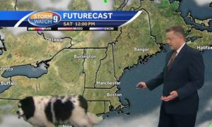 Video: Cão interrompe (tranquilamente) apresentador de meteorologia