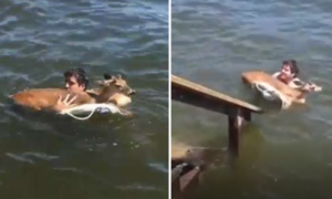 Video: Saltou para o lago para salvar veado bebé