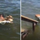 Video: Saltou para o lago para salvar veado bebé