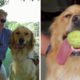 Video: Mulher cega vê o seu cão-guia pela primeira vez em 8 anos. A reacção emocionou as redes sociais