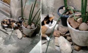 Video: Ratinho &#8220;ninja&#8221; escapa ao gato &#8220;caçador&#8221; de forma GENIAL