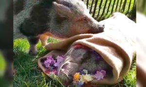 Video: porquinho de estimação despede-se do seu melhor amigo