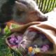 Video: porquinho de estimação despede-se do seu melhor amigo