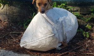 Braga: Cadela abandonada, e fechada em saco, foi salva a tempo