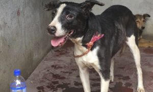 &#8220;Rambo&#8221;, o cão que sobreviveu à erupção na Guatemala, e ficou junto aos corpos dos donos