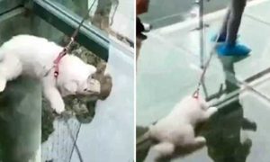 Video: Cãozinho com &#8220;medo de alturas&#8221; fica petrificado ao passar em ponte de vidro
