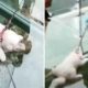 Video: Cãozinho com &#8220;medo de alturas&#8221; fica petrificado ao passar em ponte de vidro