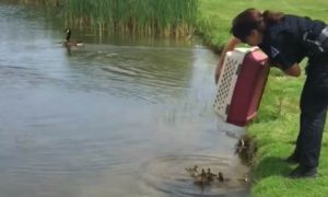 Video: 10 patinhos órfãos são largados num lago, e rapidamente são &#8220;adotados&#8221; pela nova mãe