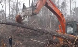 Video: Orangotango enfrenta escavadora que ameaça o seu habitat natural