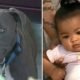 Video: Cadela pitbull alerta para incêndio e vai até ao quarto para salvar bebé